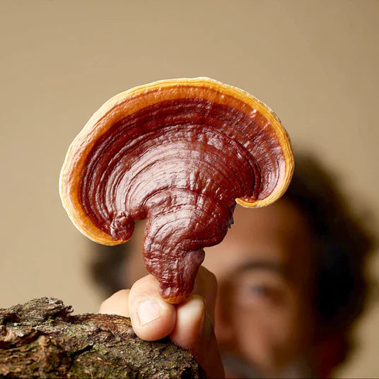 Hongo de Ganoderma